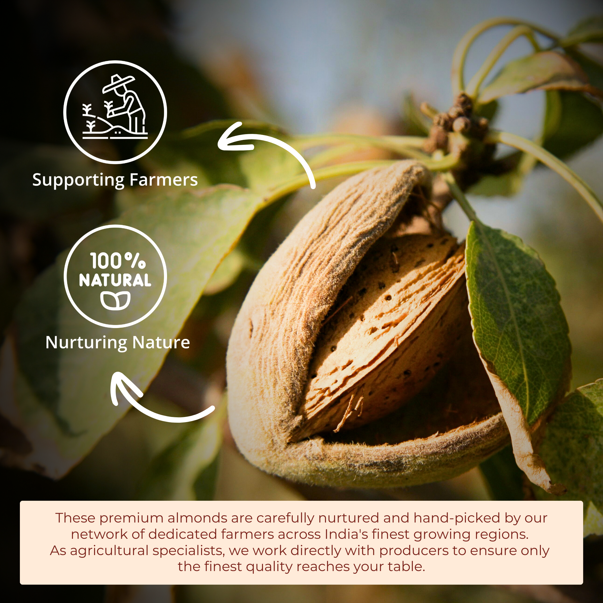 Buy Premium Almonds Online – 100% Natural, Fresh & Healthy | 500g