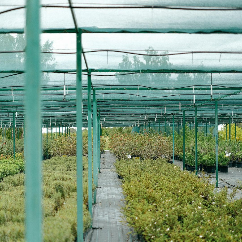 Green Shade Net 50% UV for Polyhouse Farming (2m x 50m)
