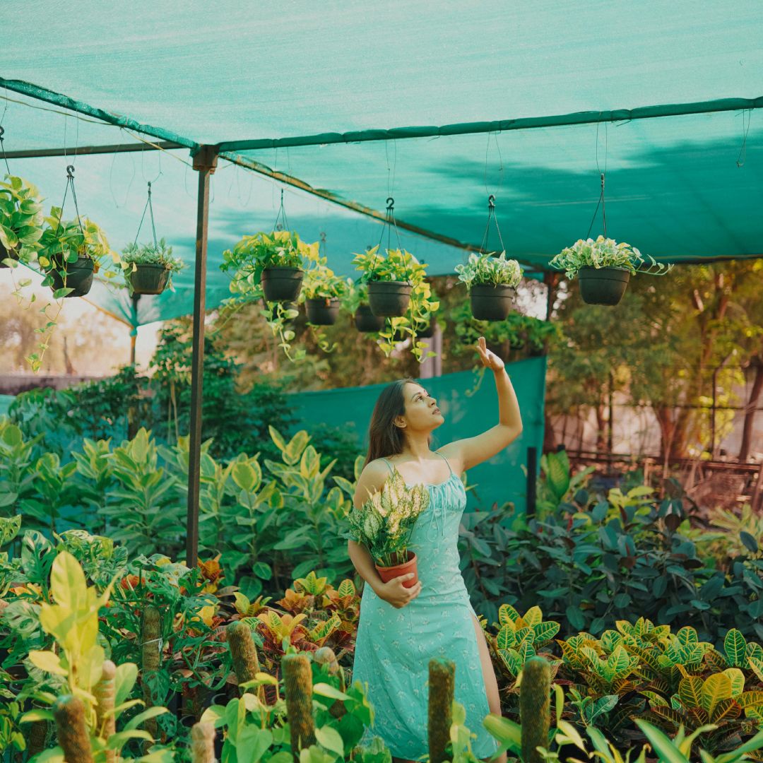 Green Shade Net 50% UV for Polyhouse Farming (2m x 50m)