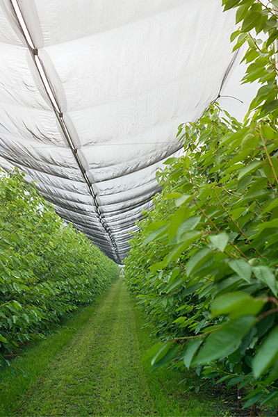 Crop-Protection-Films-and-Nets